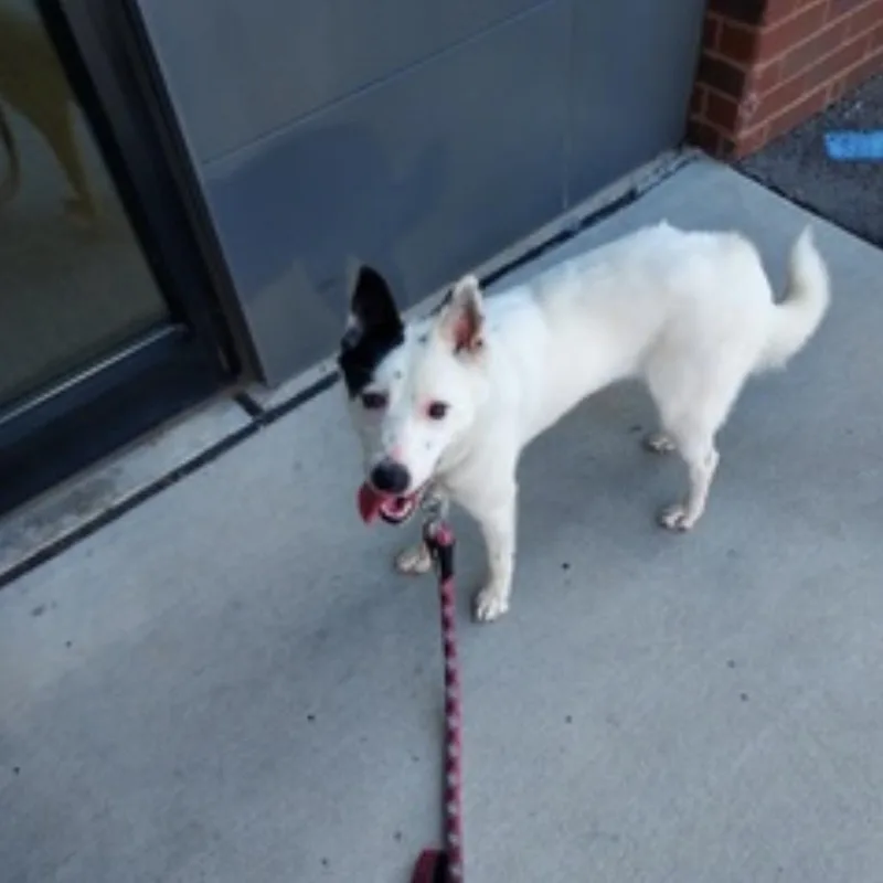 An adult small-sized female White / Cream Mixed Breed dog named Bessie for adoption in Jeffersonville, IN