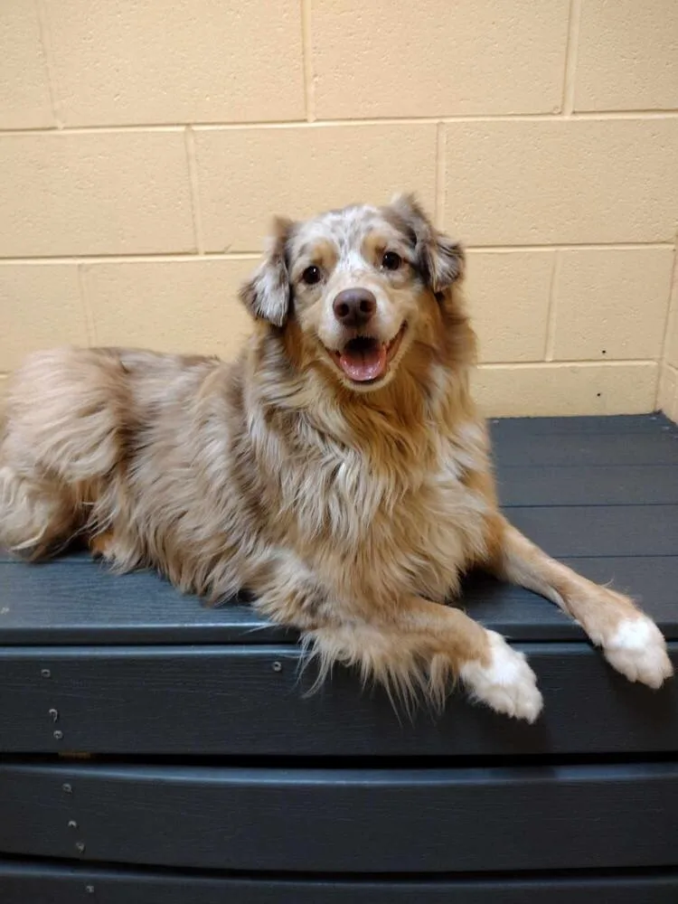 Goose Tn thumbnail 2