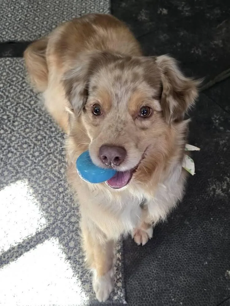 Goose Tn thumbnail 4