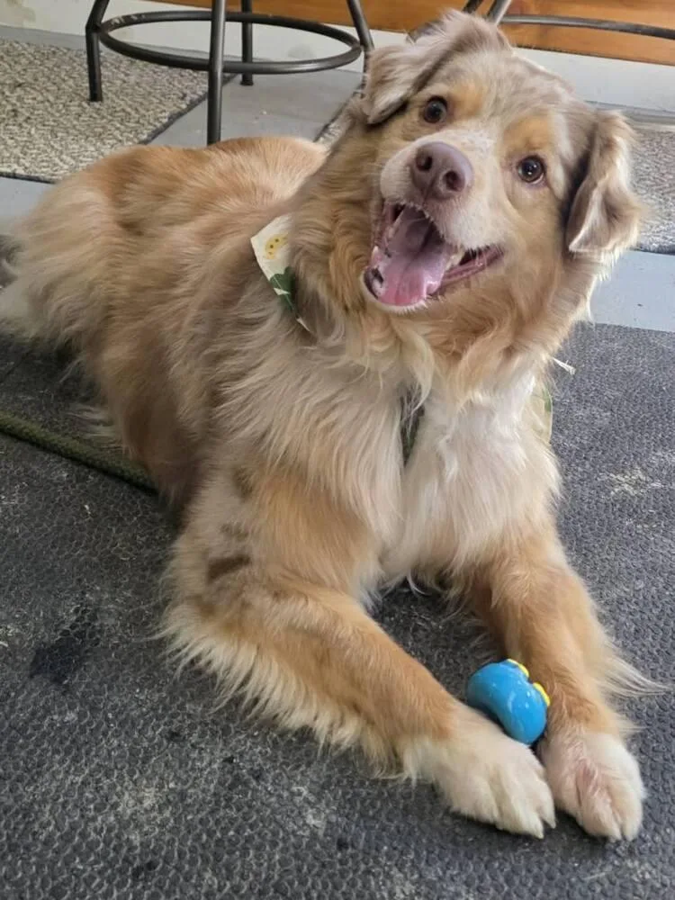 Goose Tn thumbnail 5