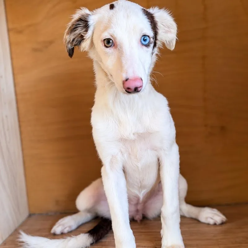 A baby medium-sized female Australian Shepherd dog named Latte for adoption in Fredericksburg, TX