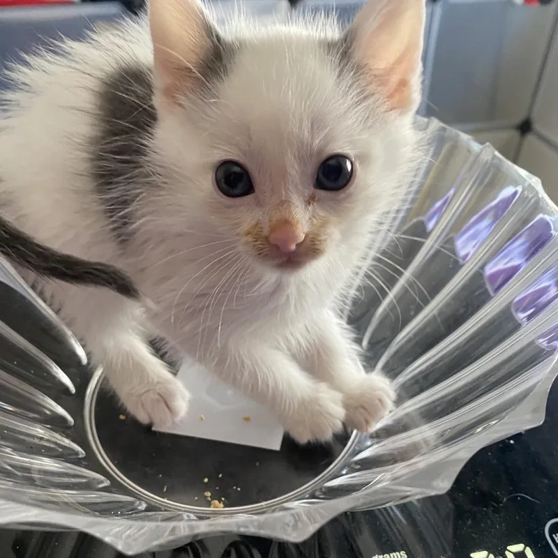 A baby small-sized male White Domestic Short Hair cat named Pellegrino for adoption in Long Beach, CA