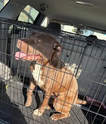 An adult large-sized female Pit Bull Terrier dog named Red Bean for adoption in Atlanta, GA