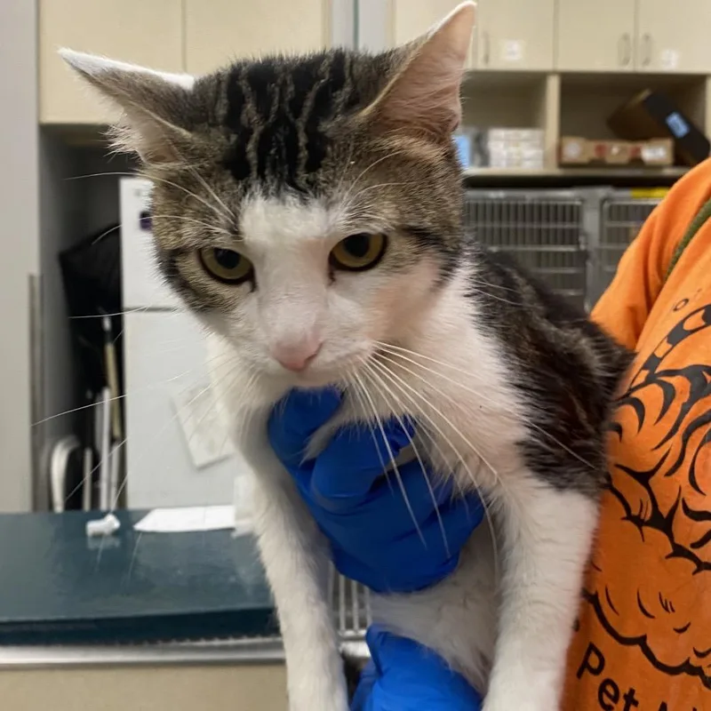 A young medium-sized male White Domestic Short Hair cat named WAGSStray for adoption in Westminster, CA
