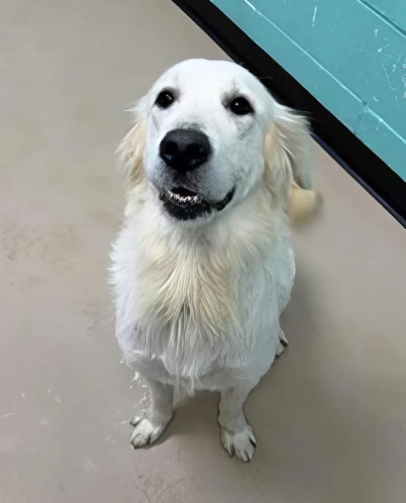 An adult medium-sized female White / Cream Mixed Breed dog named Tofu for adoption in Nashville, TN