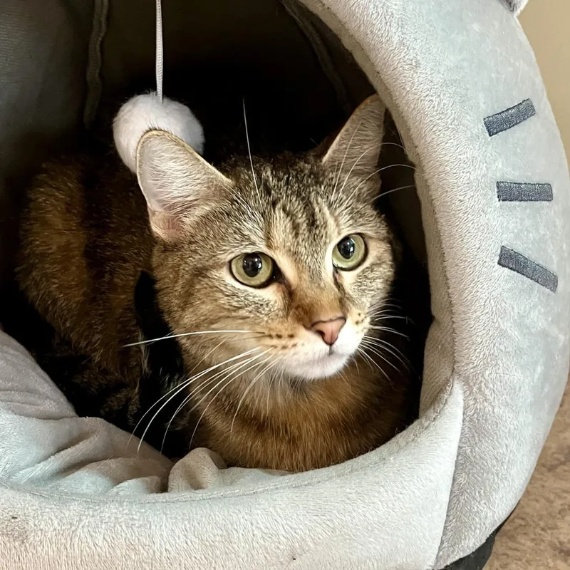 An adult medium-sized female Brown / Chocolate Domestic Short Hair cat named Sunshine for adoption in Temecula, CA