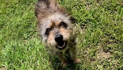 An adult medium-sized male Terrier dog named Ace for adoption in Houston, TX