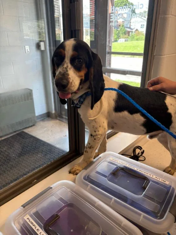 A young small-sized male Tricolor (Brown, Black, & White) Mixed Breed dog named Otto for adoption in Cincinnati, OH