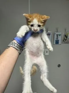 A baby small-sized male Domestic Short Hair cat named Loui for adoption in Miami, FL