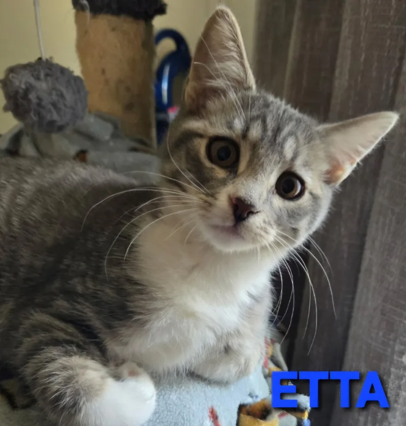 Etta thumbnail 2