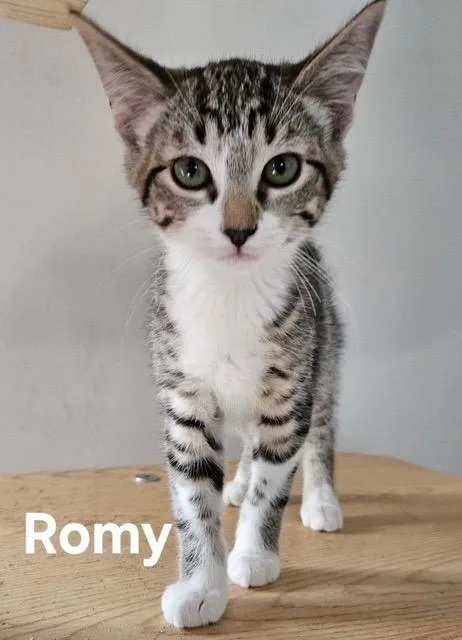 A baby medium-sized female Domestic Short Hair cat named Romy for adoption in Zimmerman, MN