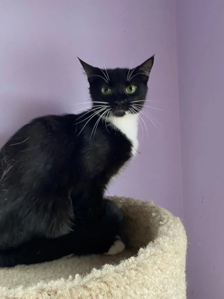 A young medium-sized female Domestic Short Hair cat named Xena for adoption in Cumming, GA