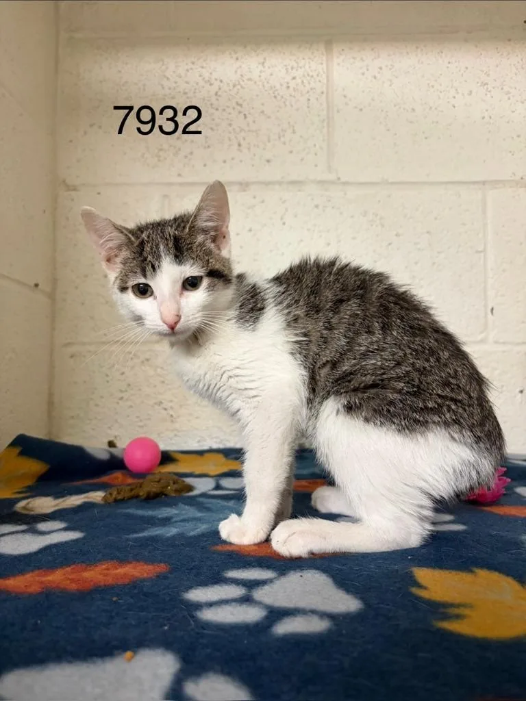 A baby small-sized female Domestic Short Hair cat named Yasmin for adoption in Ada, OK