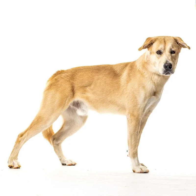 A young large-sized male Great Pyrenees dog named Hemi for adoption in Reno, NV