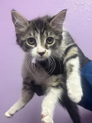 A baby medium-sized female Brown / Chocolate Domestic Long Hair cat named Emerald for adoption in El Paso, TX