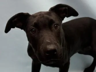 A baby large-sized male Pit Bull Terrier dog named Atlas for adoption in Woodbury, MN