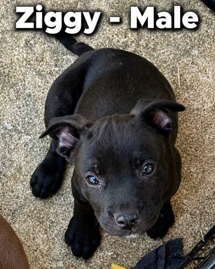 A baby large-sized male Rottweiler dog named Ziggy for adoption in Morton Grove, IL