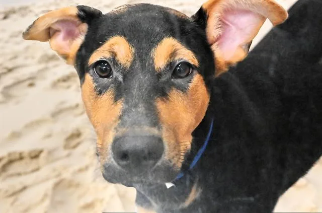 A young medium-sized male Labrador Retriever dog named Kai for adoption in Fort Lauderdale, FL