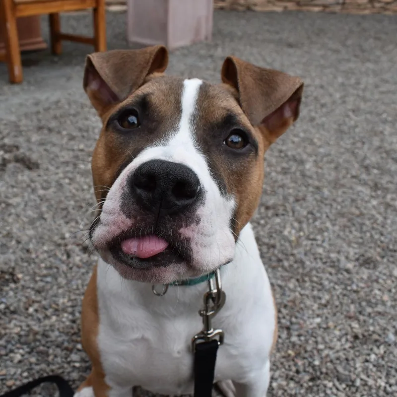 A young medium-sized male Brown / Chocolate Mixed Breed dog named Dash for adoption in Fairport, NY