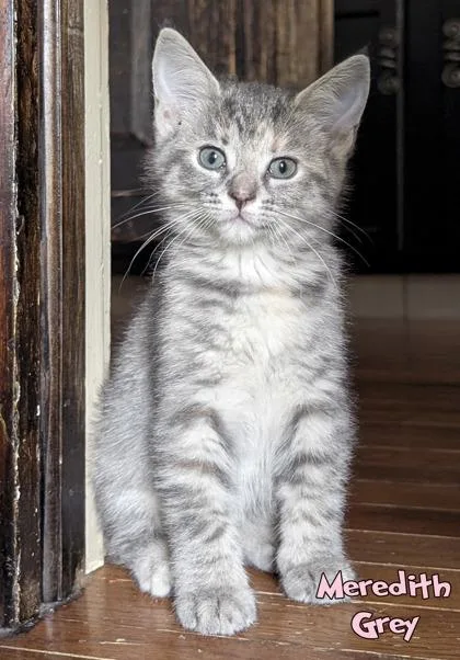 Meredith Grey