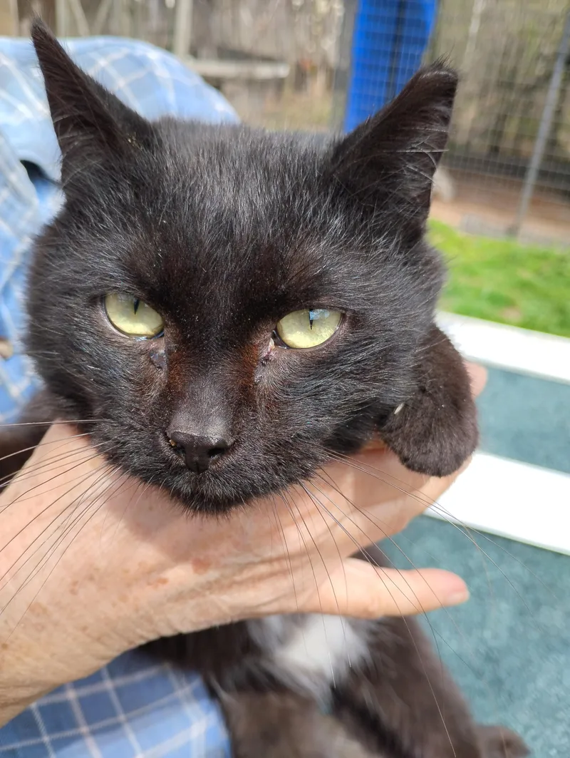 An adult medium-sized male Black & White / Tuxedo Domestic Short Hair cat named Cage  Cat for adoption in Glenville, WV