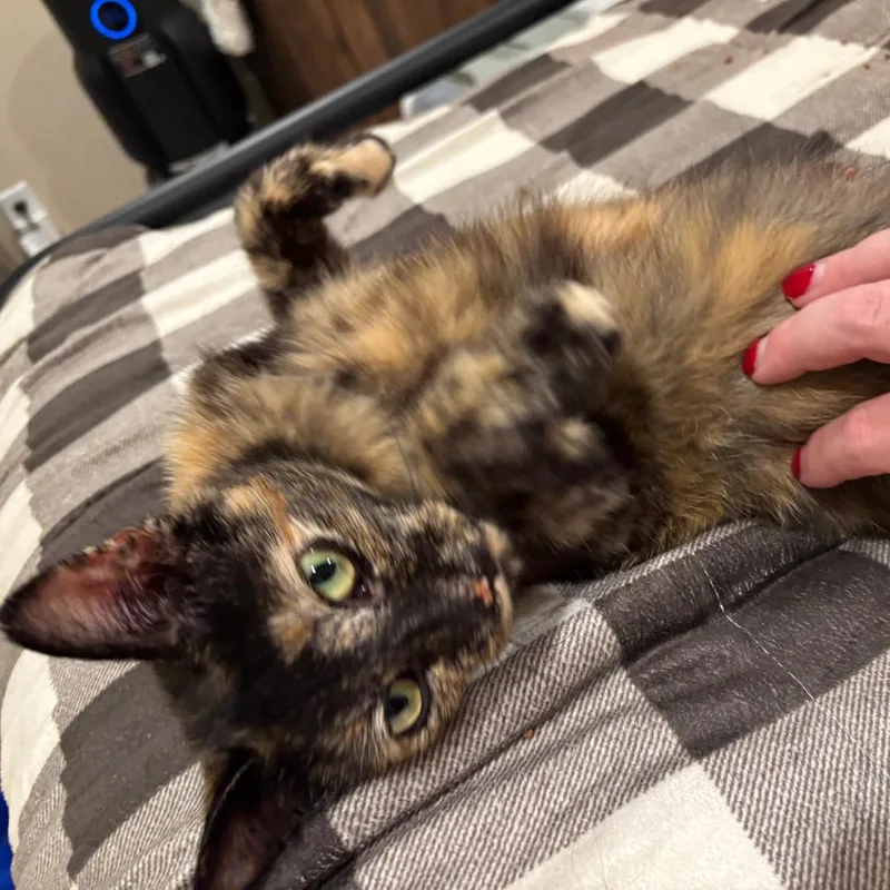 An adult medium-sized female Brown / Chocolate Domestic Short Hair cat named Zsa Zsa for adoption in Buffalo, MN