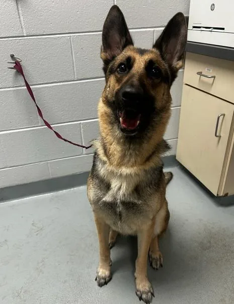 An adult large-sized female German Shepherd Dog dog named Trek for adoption in Saint Cloud, FL