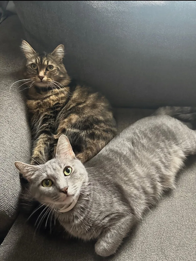 Eddy & Oliverbonded Pair thumbnail 3