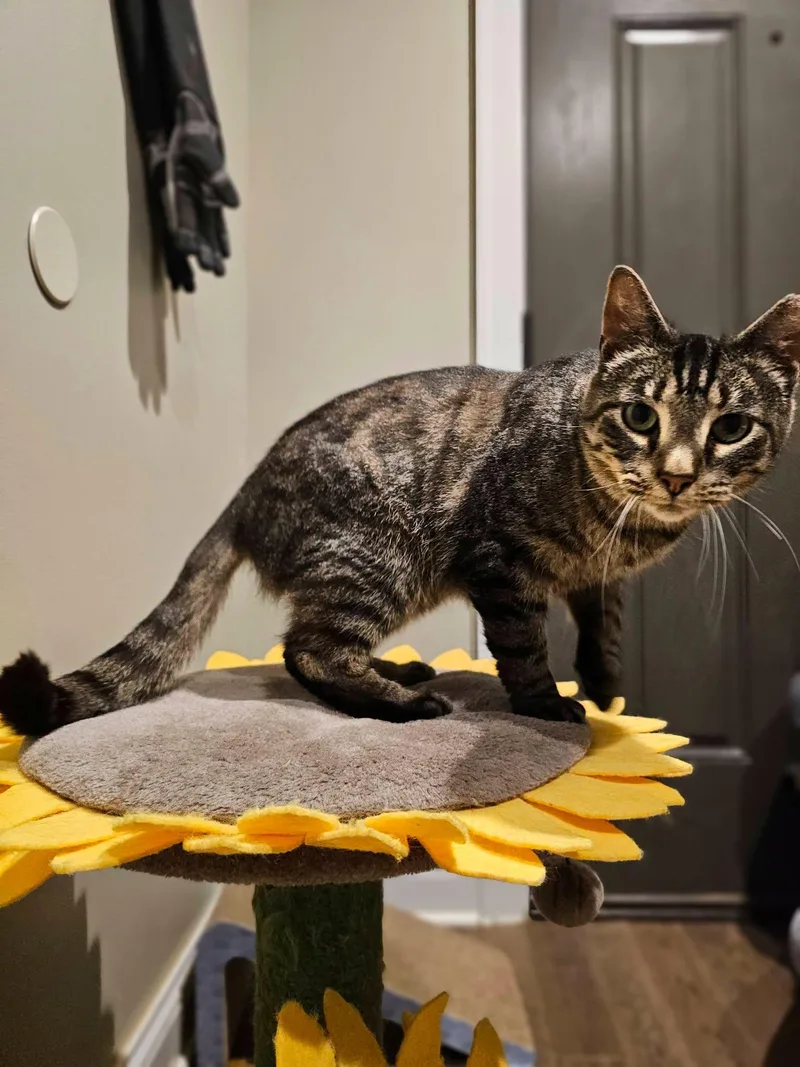 An adult medium-sized male Tabby cat named Gilbert for adoption in Freeland, MI