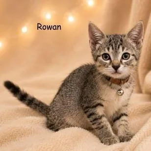 Rowan thumbnail 5