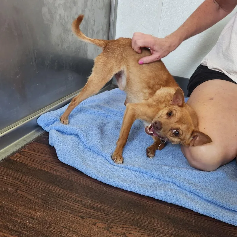 An adult small-sized male Yellow / Tan / Blond / Fawn Chihuahua dog named Enzo for adoption in Prescott, AZ