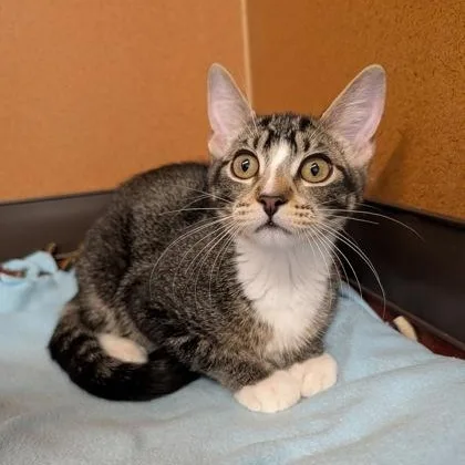 A baby small-sized female Tabby (Brown / Chocolate) Domestic Short Hair cat named Dolphin for adoption in Rochester, MN