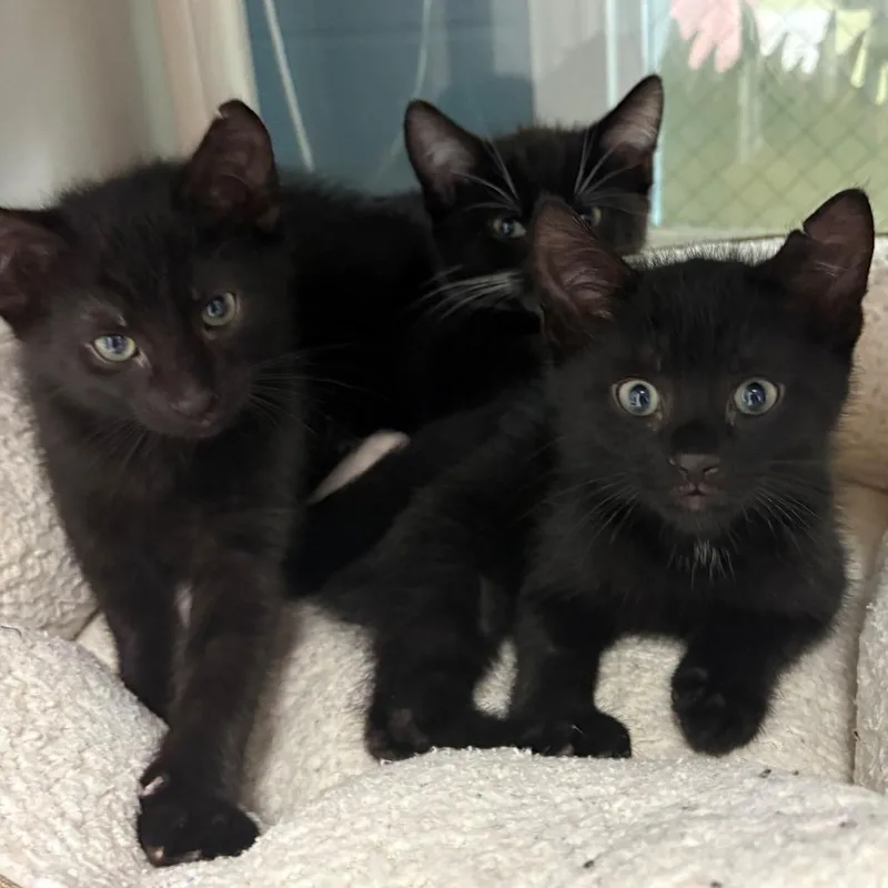 A baby small-sized male Black Domestic Short Hair cat named Nipsey for adoption in East Hanover, NJ