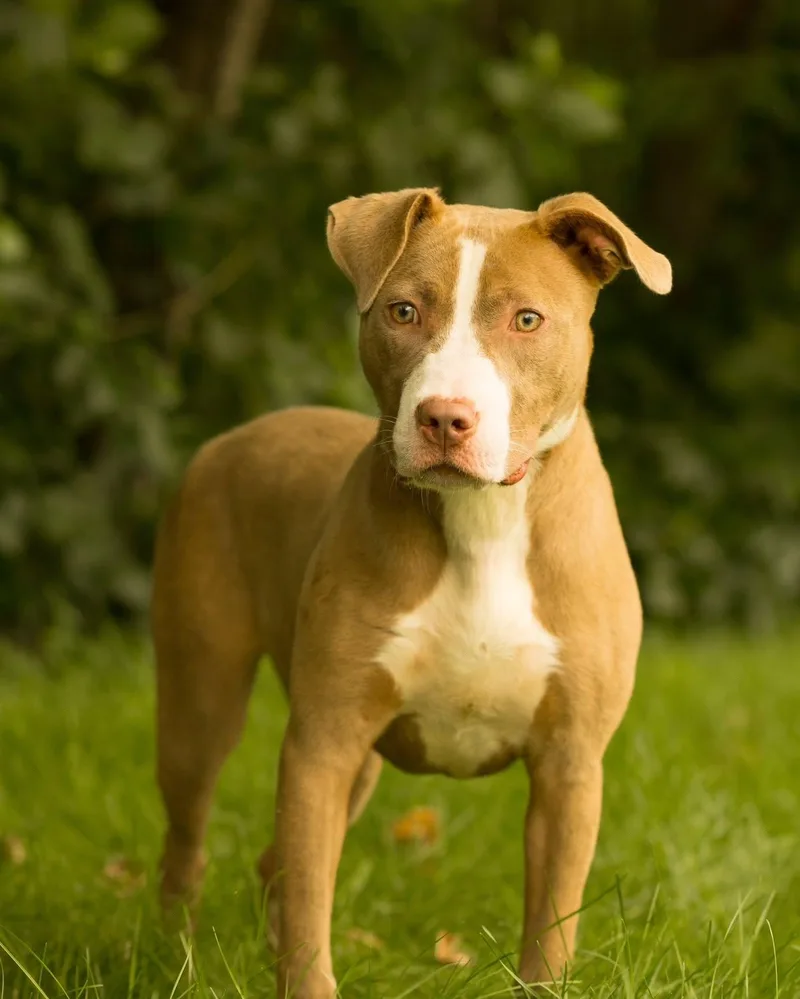 A young medium-sized female Apricot / Beige Pit Bull Terrier dog named Sunchip for adoption in Bridgeport, CT