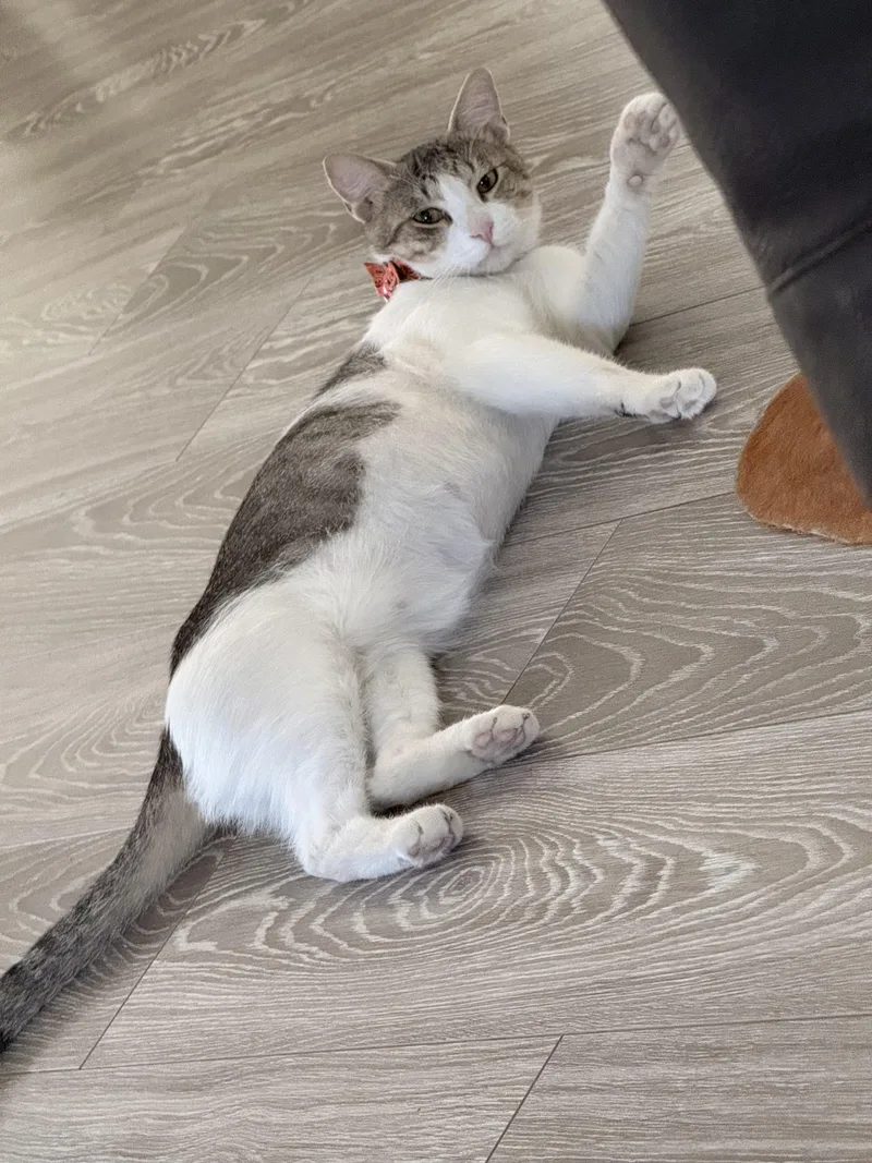 An adult medium-sized male Gray & White Domestic Short Hair cat named Twice for adoption in Walnut, CA