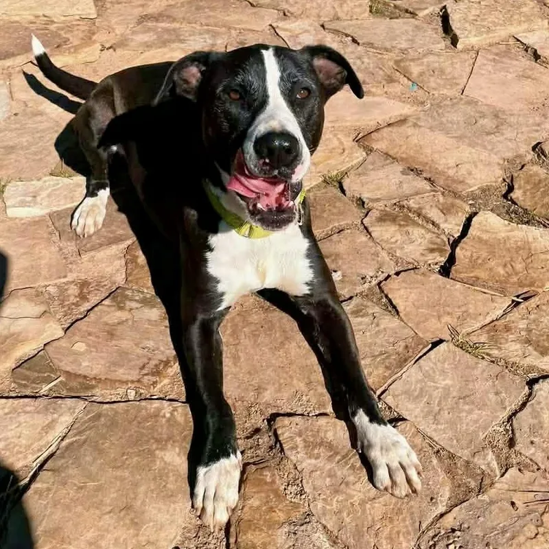 Bocephus