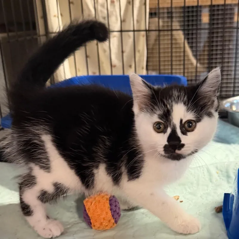 A baby small-sized female Domestic Medium Hair cat named August for adoption in Wappingers Falls, NY