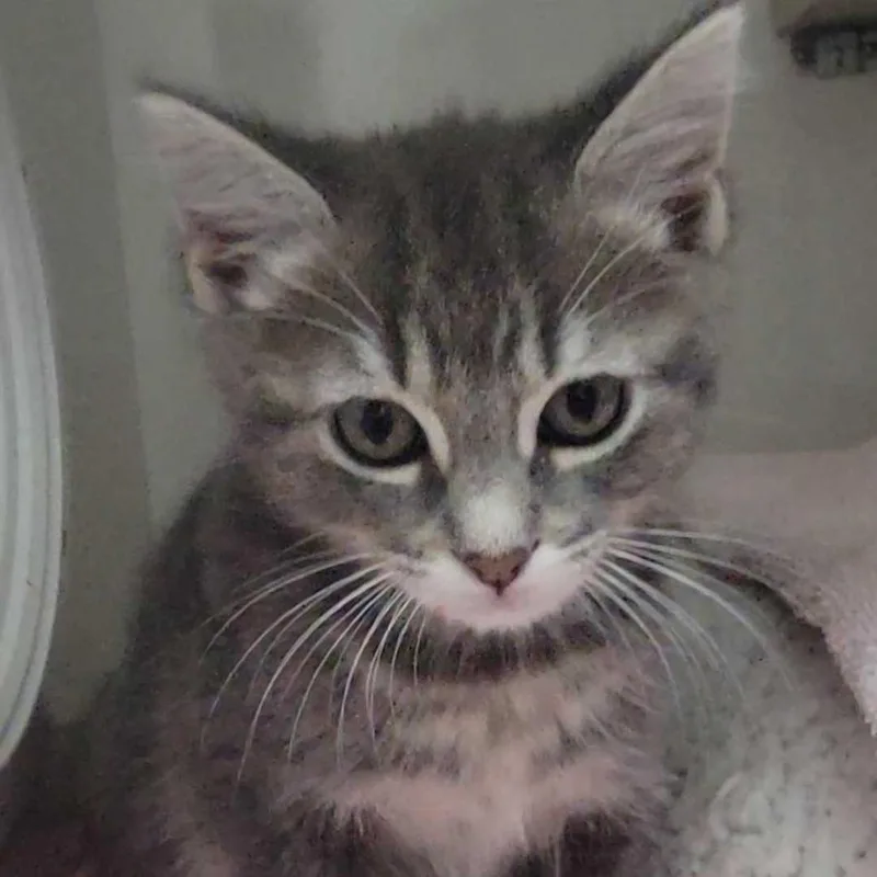 A baby small-sized female Gray / Blue / Silver Domestic Short Hair cat named Rigatoni for adoption in Redwood City, CA