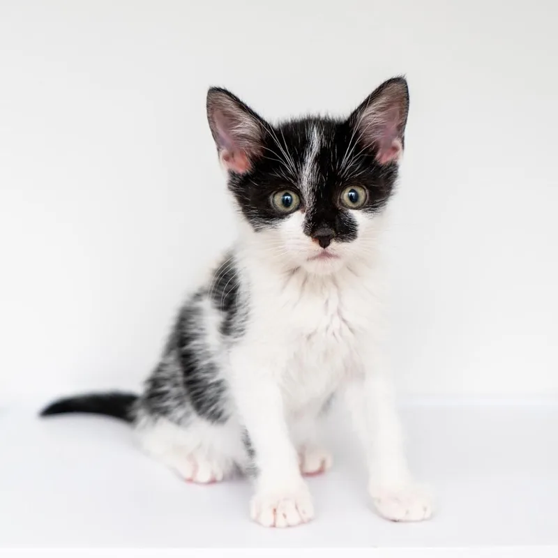 A baby small-sized female Black Domestic Short Hair cat named Petunia for adoption in New York, NY