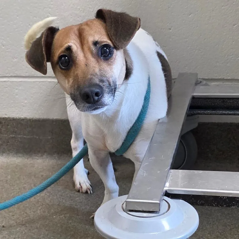 An adult small-sized male White / Cream Jack Russell Terrier dog named Benson for adoption in Council Bluffs, IA