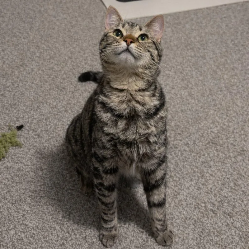 Simba & Remi thumbnail 2