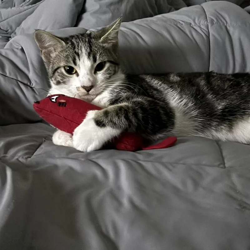 Simba & Remi thumbnail 3