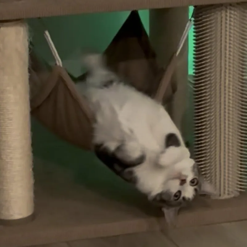 Simba & Remi thumbnail 4