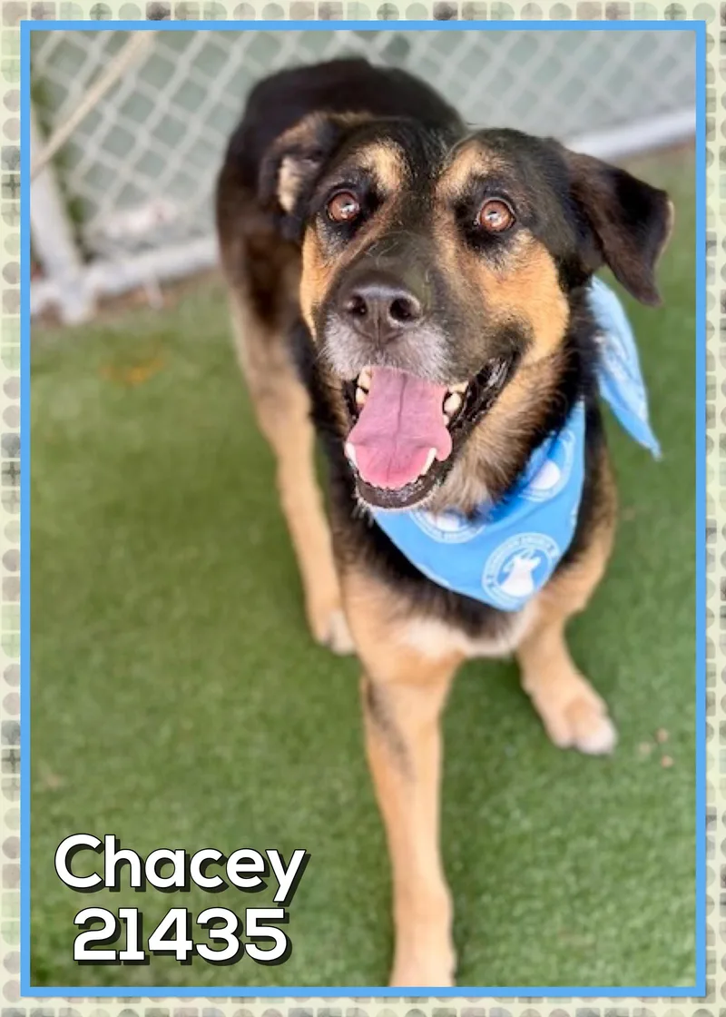 Chacey