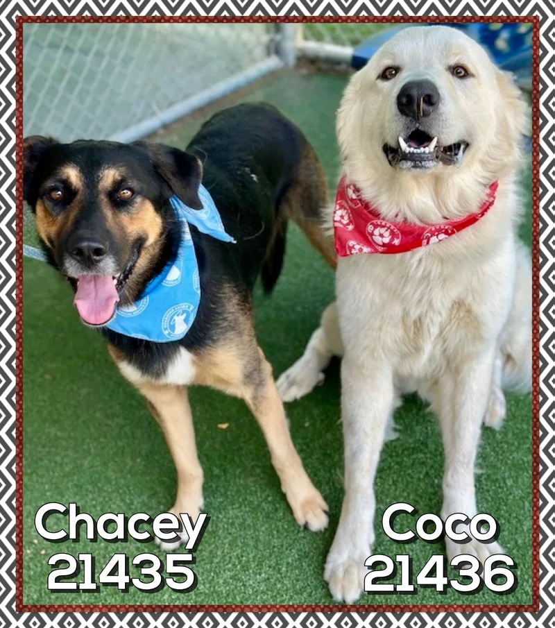 Chacey thumbnail 3