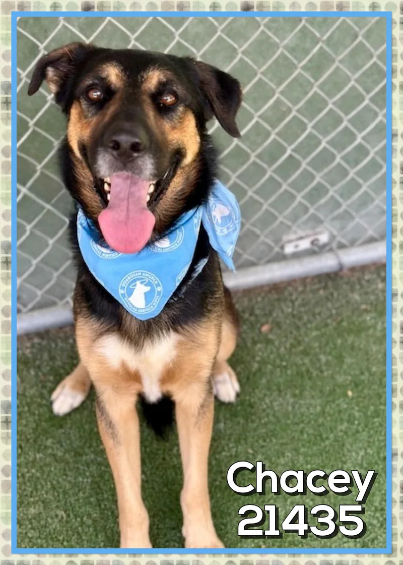 Chacey thumbnail 5