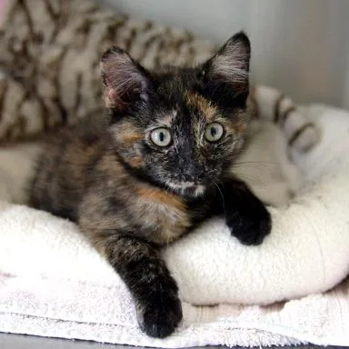 A baby small-sized female Black Domestic Short Hair cat named Morgan for adoption in Fort Leavenworth, KS