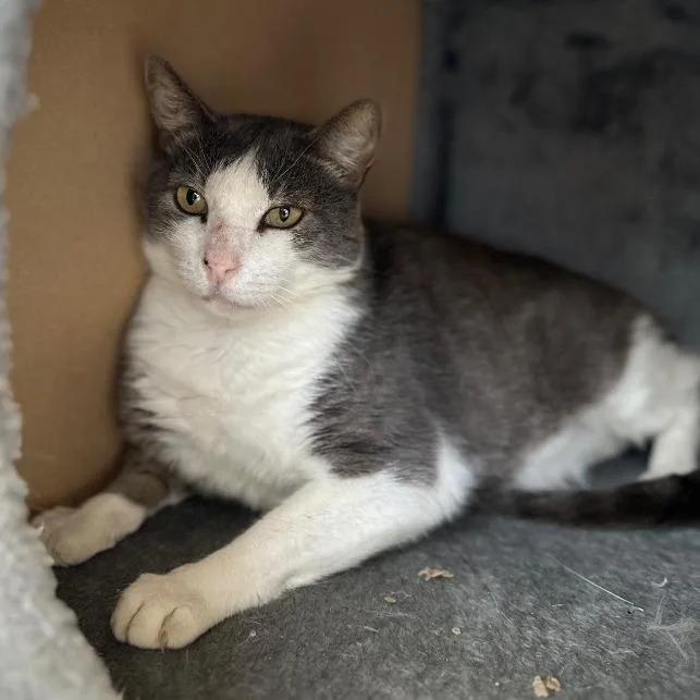 A senior large-sized male Gray / Blue / Silver Domestic Short Hair cat named Hercury for adoption in Newberg, OR