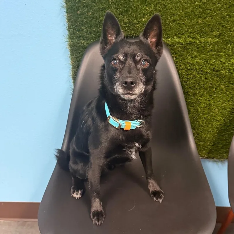 An adult small-sized male Black Chihuahua dog named Otis for adoption in Idaho Falls, ID