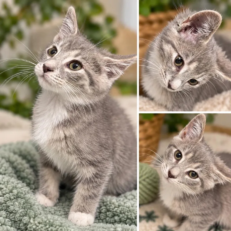 A baby small-sized female Gray / Blue / Silver Domestic Short Hair cat named Blossom for adoption in Uniontown, PA